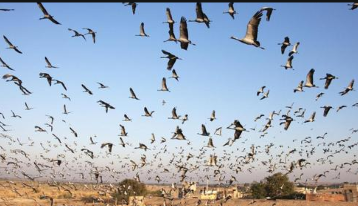 Pássaros caem do céu na Índia em meio à pior onda de calor dos últimos