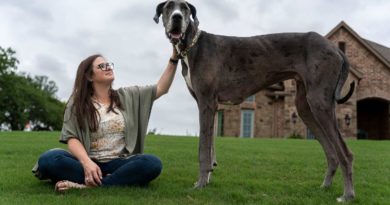 Cachorro Zeus nos EUA bate recorde de altura, e se torna o cão mais alto do mundo