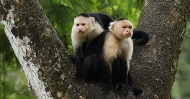 O que se sabe sobre a variola dos macacos, após casos nos EUA e Europa