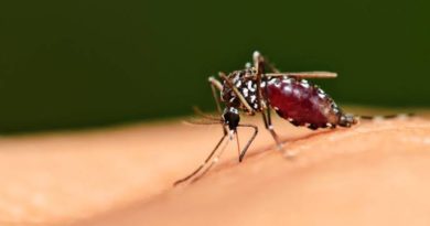 Brasil registra 750 mil casos de dengue, diz ministério da saúde