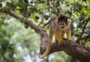 OMS diz que variola dos macacos não é motivo para alarme, mas há risco de uma nova pandemia ?