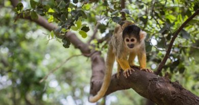 OMS diz que variola dos macacos não é motivo para alarme, mas há risco de uma nova pandemia ?