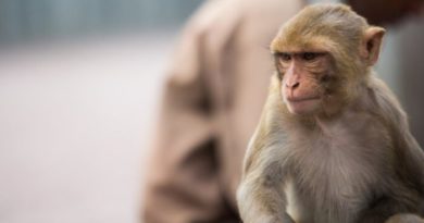Casos confirmados de monkeypox sobem para 37 em Portugal