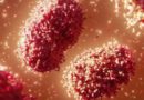 OMS dá novos nomes a variantes do vírus da varíola dos macacos