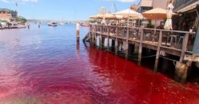 Água do porto de Sydney fica sangrenta moradores ficam perplexos; veja vídeo