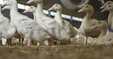 Nova cepa de gripe aviária H5N9 causa preocupação nos EUA