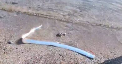 Peixe remo aparece  incrivelmente vivo na costa de um país da América do Norte; veja vídeo